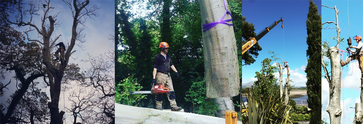 Large Tree Removal Bangor