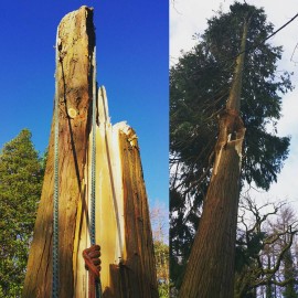 Storm Damage Tree Surgery