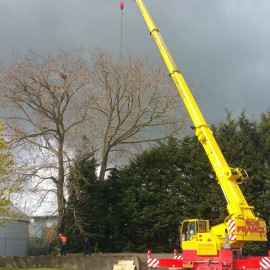 Commercial Tree Surgery in Middlewich